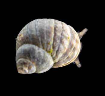Media type: image;   Malacology 413373 Description: Live specimen image.;